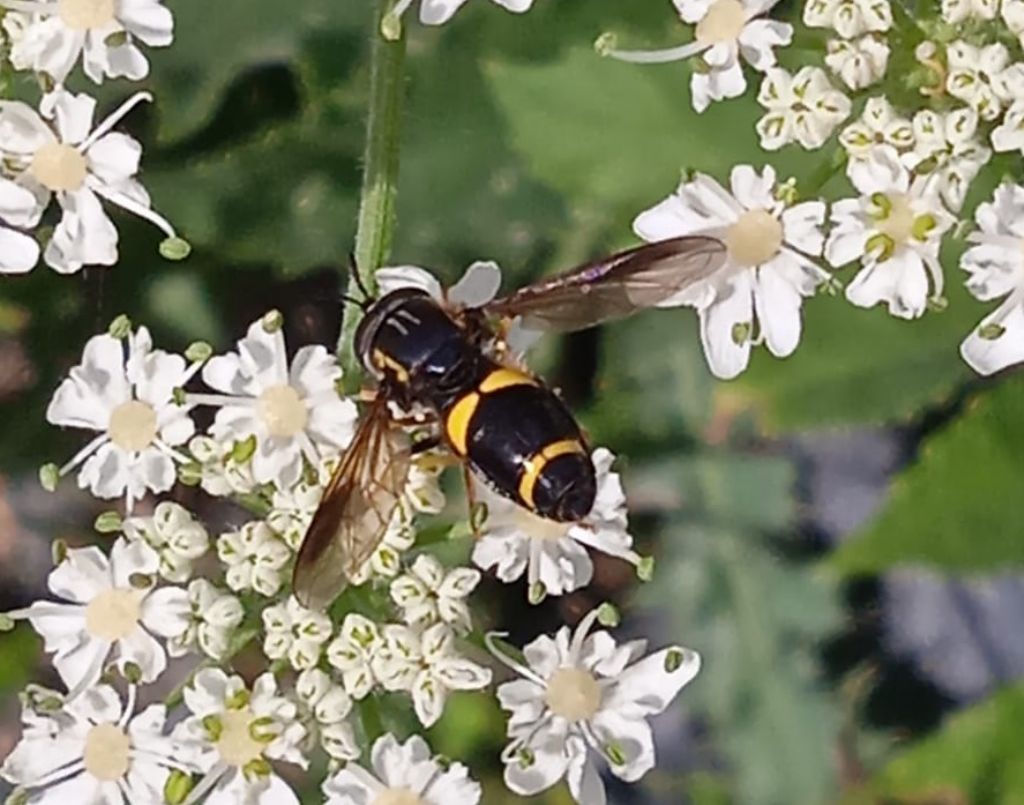 Sirfide da identificare